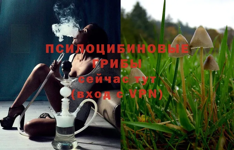 Псилоцибиновые грибы Magic Shrooms  сколько стоит  Бологое 